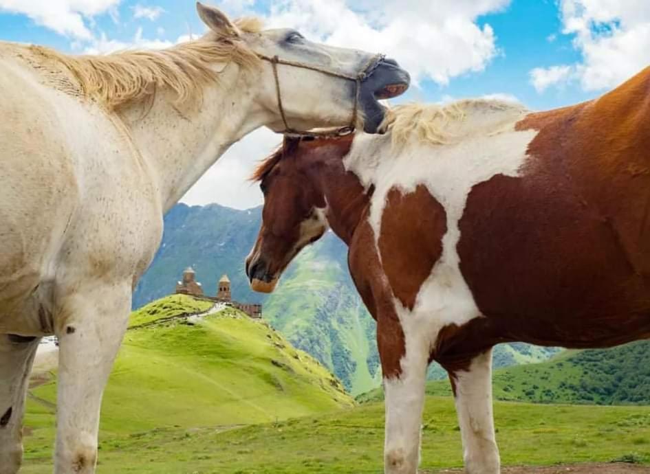 Mariami Hotel Kazbegi Luaran gambar
