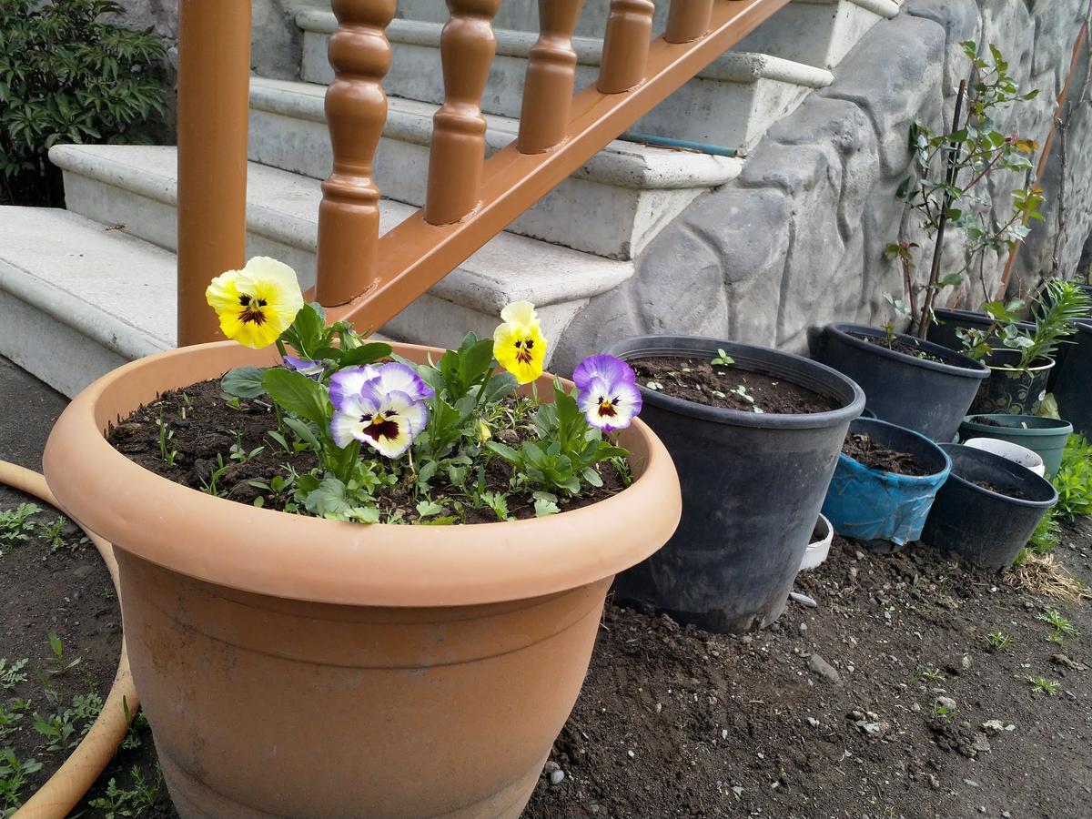 Mariami Hotel Kazbegi Luaran gambar